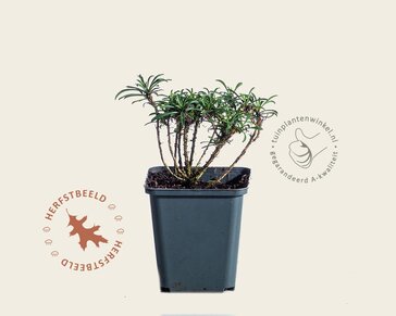 Erysimum ‘Red Jep’