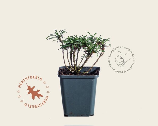 Erysimum ‘Red Jep’