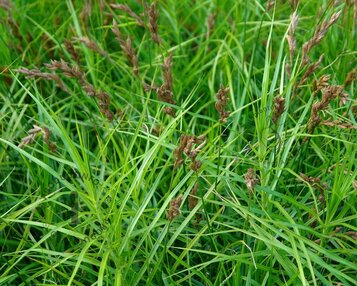 Carex muskingumensis image