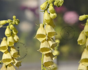 Digitalis lutea