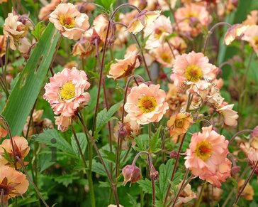 Geum 'Mai Tai'