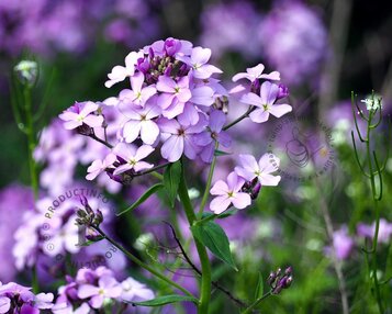 Hesperis matronalis image