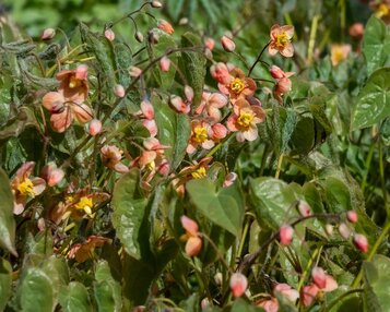 Epimedium pubigerum 'Orangekönigin' image
