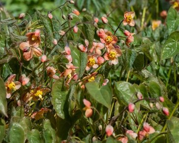 Epimedium pubigerum 'Orangekönigin'