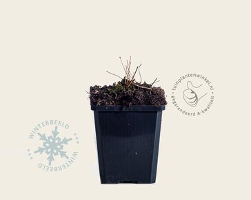 Epimedium pubigerum 'Orangekönigin'