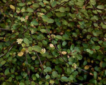 Muehlenbeckia complexa image