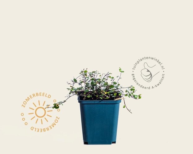 Muehlenbeckia complexa