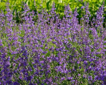 Nepeta ‘Cat’s Pajamas’ image