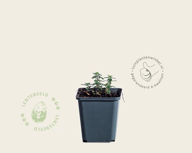 Nepeta ‘Cat’s Pajamas’