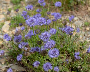 Jasione laevis image