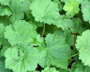 Heuchera villosa 'Chantilly'