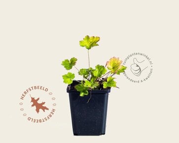 Heuchera villosa 'Chantilly'