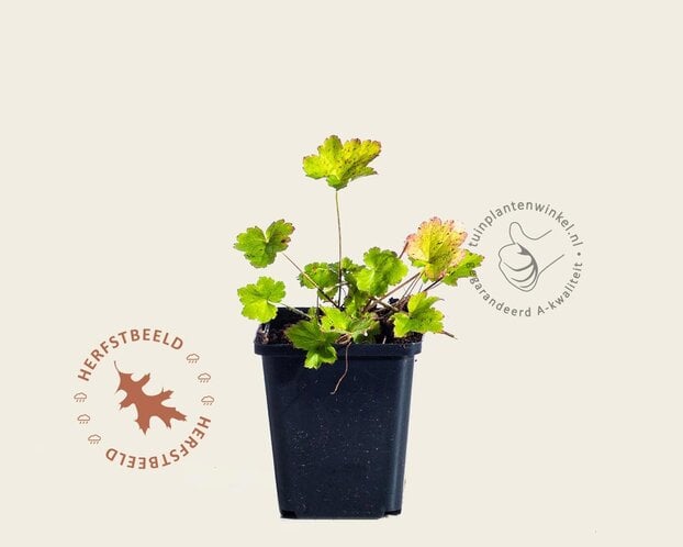 Heuchera villosa 'Chantilly'