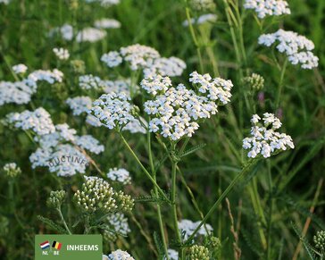 Achillea millefolium