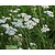 Achillea millefolium