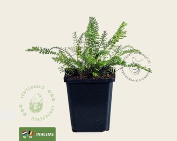 Achillea millefolium