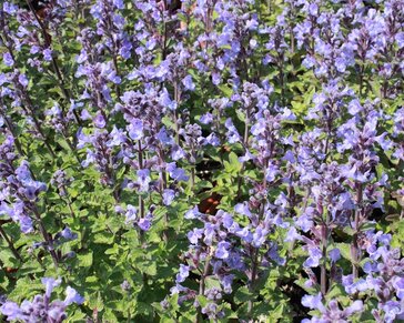 Nepeta faassenii  ‘Purrsian Blue’