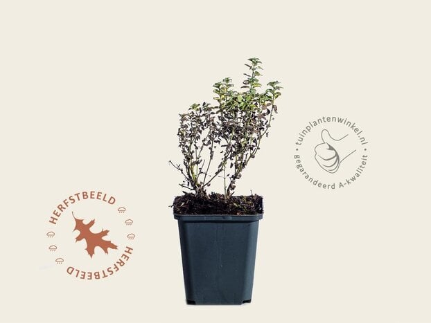 Nepeta faassenii  ‘Purrsian Blue’