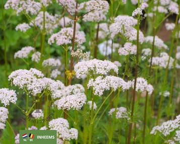 Valeriana officinalis image