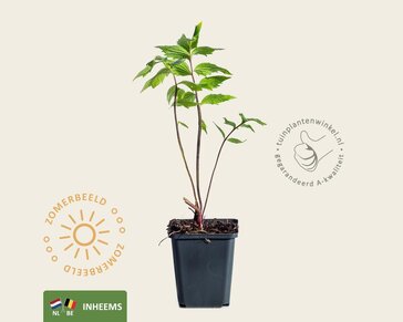 Valeriana officinalis