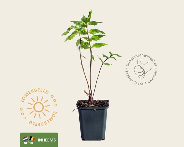 Valeriana officinalis