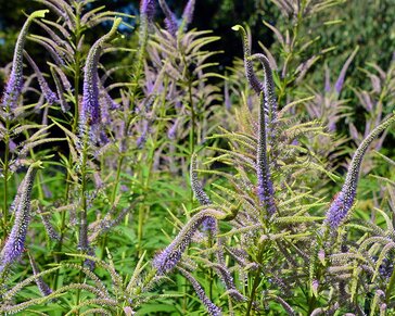 Veronicastrum virginicum 'Lavendelturm'