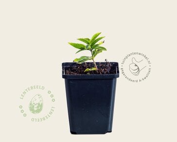 Veronicastrum virginicum 'Lavendelturm'