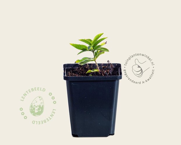 Veronicastrum virginicum 'Lavendelturm'