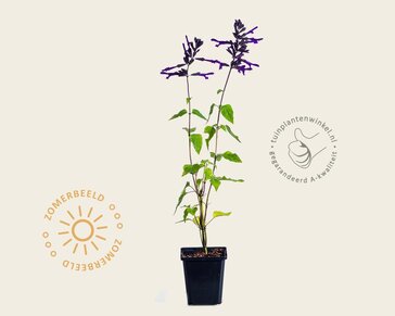 Salvia ‘Amistad’