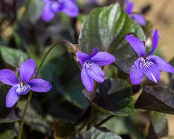 Viola labradorica image