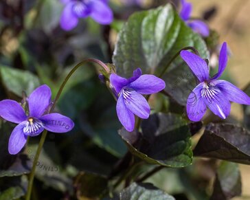 Viola labradorica