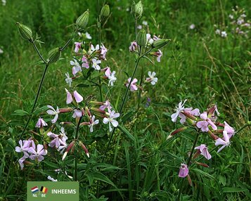 Saponaria officinalis image