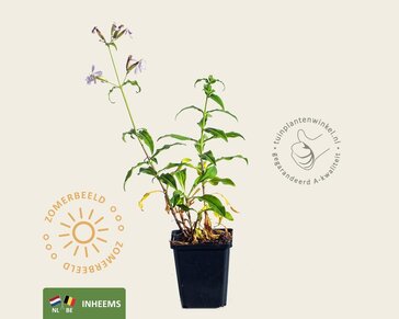 Saponaria officinalis