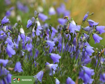campanula rotundifolia image