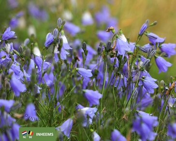 campanula rotundifolia