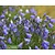 campanula rotundifolia