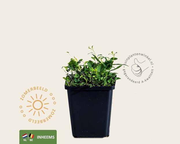 campanula rotundifolia