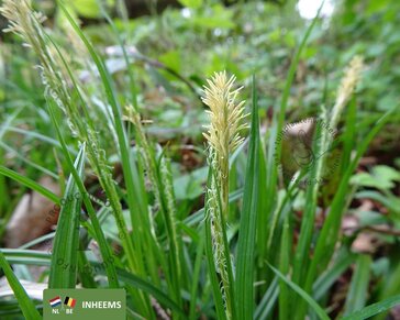 Carex sylvatica