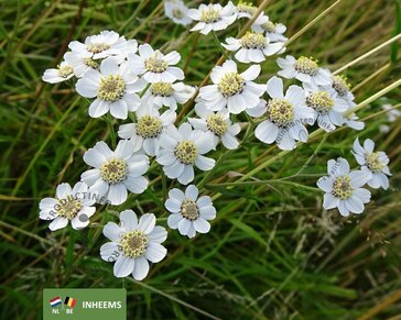 Achillea ptarmica