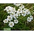 Achillea ptarmica
