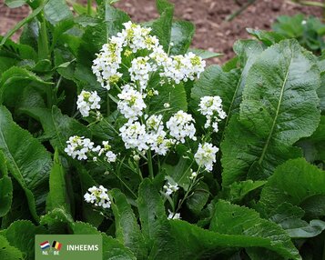 Armoracia rusticana image