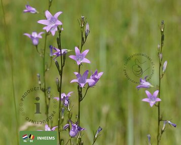 Campanula rapunculus image
