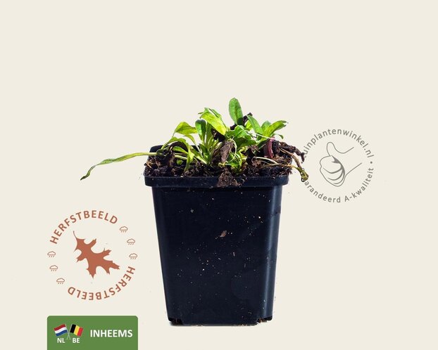 Campanula rapunculus