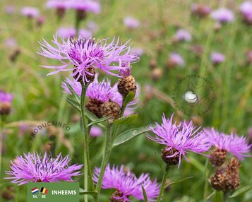Centaurea jacea image