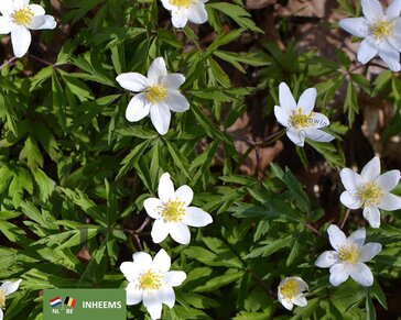 Anemone nemorosa