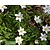 Anemone nemorosa