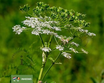 Anthriscus sylvestris image