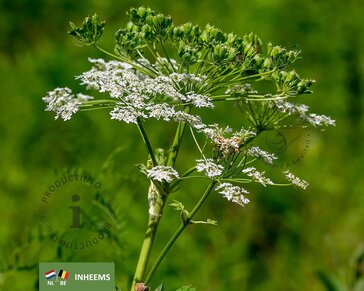 Anthriscus sylvestris
