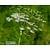 Anthriscus sylvestris