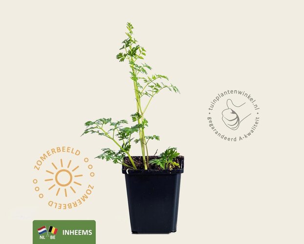 Anthriscus sylvestris